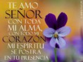 /album/dios-te-ama/lilas-jpg/